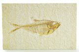 Detailed Fossil Fish (Diplomystus) - Wyoming #363806-1